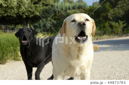 barking dogs barking dogs 49873763