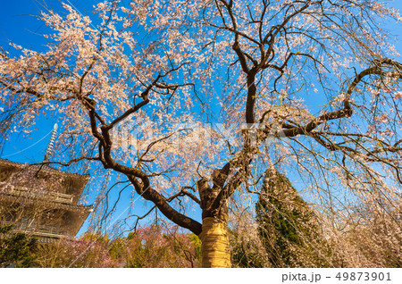 浄泉寺のしだれ桜 49873901