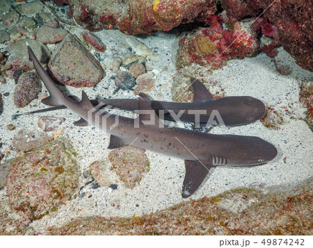 ネムリブカ ネムリブカ 49874242