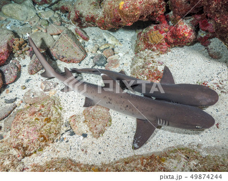 ネムリブカ ネムリブカ 49874244