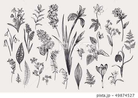 Set with spring  flowers. Set with spring  flowers. 49874527