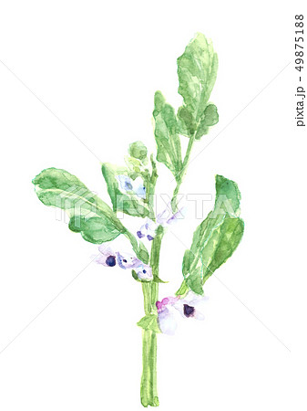 そら豆の花 水彩画 野菜の花 素材 春のイラスト素材