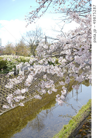 桜 10 49875287