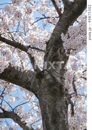 桜 16 桜 16 49875302