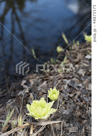 ふきのとう ふきのとう 49875575