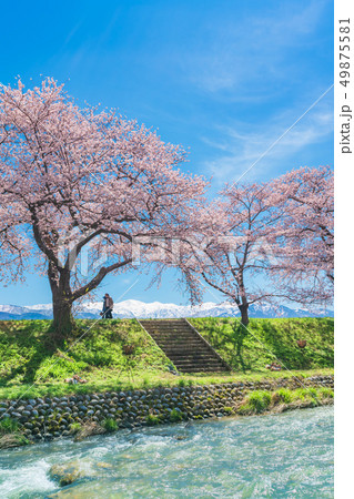 日本の春 富山県 舟川べり 清流沿いの桜並木 日本の春 富山県 舟川べり 清流沿いの桜並木 49875581