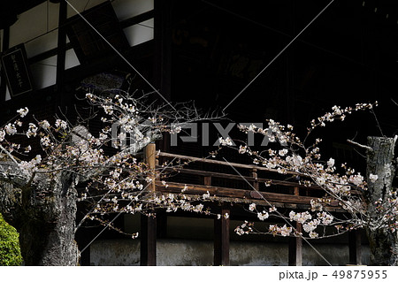 京都の風景 49875955