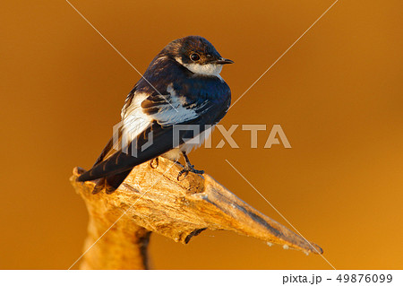 White-winged swallow, Tachycineta albiventer 49876099