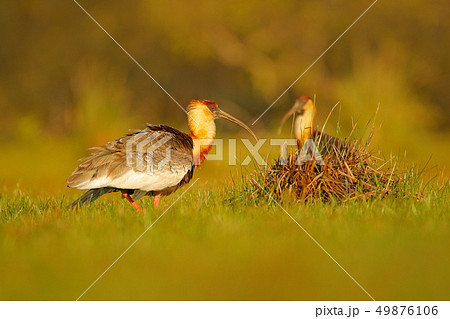 Buff-necked Ibis, Theristicus caudatus Buff-necked Ibis, Theristicus caudatus 49876106