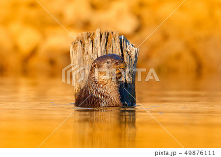 Otter in orange evening light water. Giant Otter Otter in orange evening light water. Giant Otter 49876111