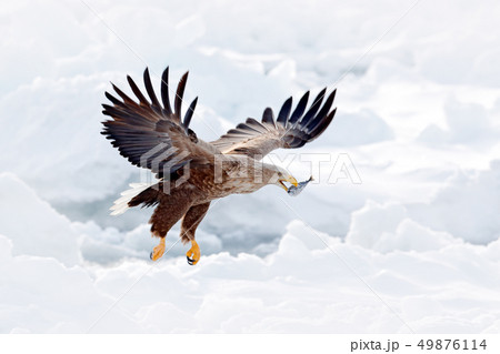 Flight of White-tailed eagle with fish 49876114