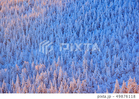 Blue winter landscape, birch tree forest with snow 49876118
