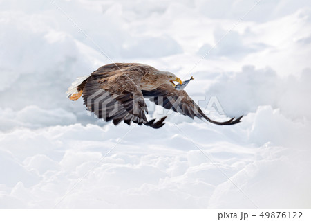 Flight of White-tailed eagle, Haliaeetus albicilla Flight of White-tailed eagle, Haliaeetus albicilla 49876122