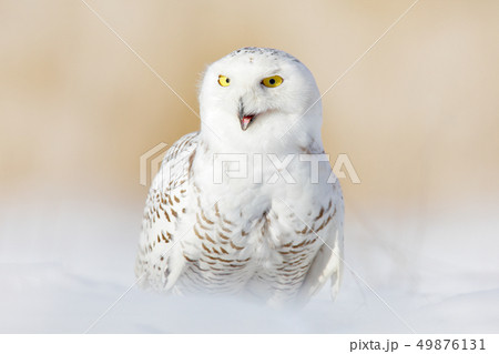Snowy owl, Nyctea scandiaca, rare bird on snow Snowy owl, Nyctea scandiaca, rare bird on snow 49876131