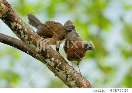 Grey-headed chachalaca, Ortalis cinereiceps Grey-headed chachalaca, Ortalis cinereiceps 49876132