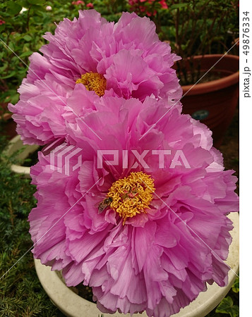 牡丹 ぼたん しゃくやく 49876334