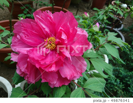 牡丹 ぼたん しゃくやく 49876341