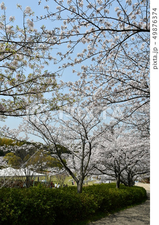 満開の桜 於大公園 満開の桜 於大公園 49876374