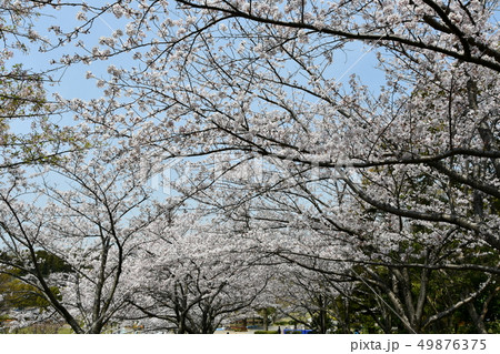満開の桜 於大公園 満開の桜 於大公園 49876375