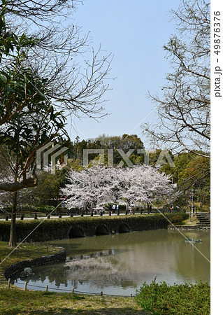 満開の桜 於大公園 満開の桜 於大公園 49876376