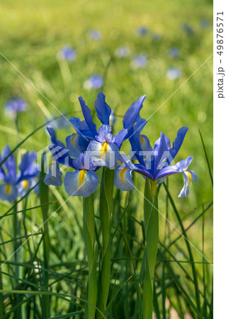 野花菖蒲 ノバナショウブ 野花菖蒲 ノバナショウブ 49876571