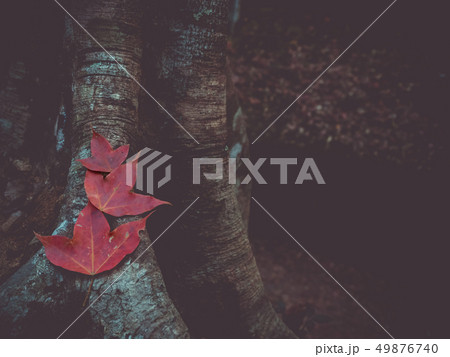 Dry red maple leaves on an old tree stump. Dry red maple leaves on an old tree stump. 49876740