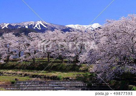 桜並木と残雪の山々 (勝山市) 桜並木と残雪の山々 (勝山市) 49877593