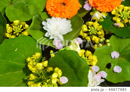 水面に浮かぶ花びら･葉(花手水)（栖足寺(せいそくじ)／静岡県賀茂郡河津町谷津256） 49877985