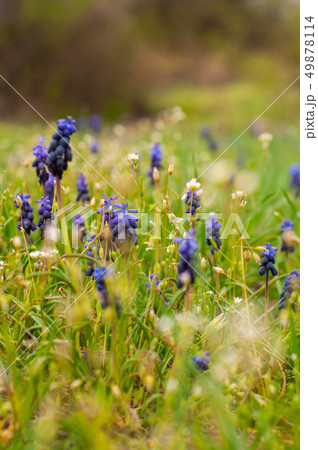 branch of a flowering tree with small white petals 49878114