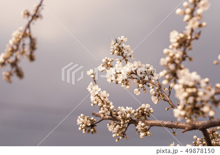 Blossoming cherry tree, a branch close-up with 49878150