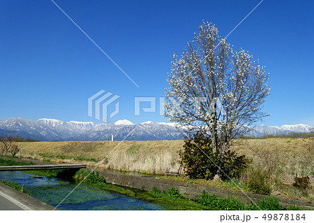春の安曇野：こぶしの花と北アルプス　　安曇野市 49878184