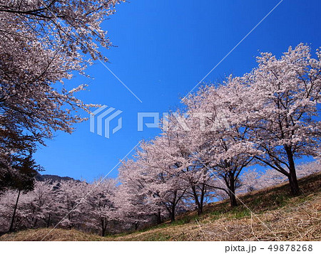 虎山の千本桜／埼玉県東秩父村 49878268