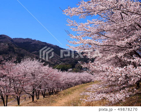 虎山の千本桜／埼玉県東秩父村 49878270