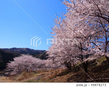 虎山の千本桜/埼玉県東秩父村 虎山の千本桜/埼玉県東秩父村 49878273