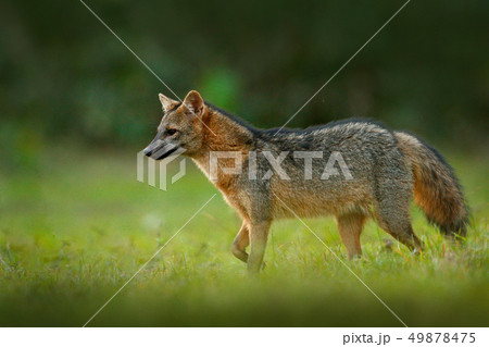 Crab-eating fox, Cerdocyon thous, forest fox 49878475