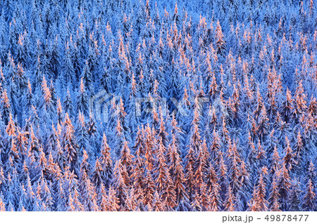 Blue winter landscape, birch tree forest with snow Blue winter landscape, birch tree forest with snow 49878477