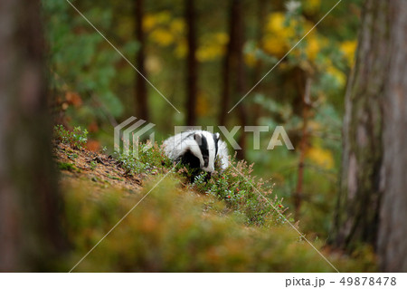 Badger in forest, animal in nature habitat Badger in forest, animal in nature habitat 49878478