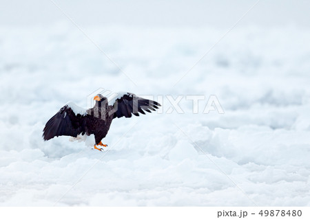 Landing Steller's sea eagle, Haliaeetus pelagicus Landing Steller's sea eagle, Haliaeetus pelagicus 49878480