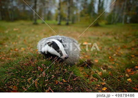 Badger in forest, animal in nature habitat 49878486
