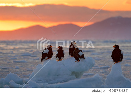 Beautiful Steller's sea eagles on the ice, sunset 49878487