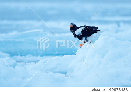 Steller's sea eagle, Haliaeetus pelagicus 49878488