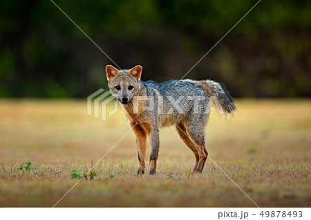 Crab-eating fox, Cerdocyon thous, forest fox 49878493