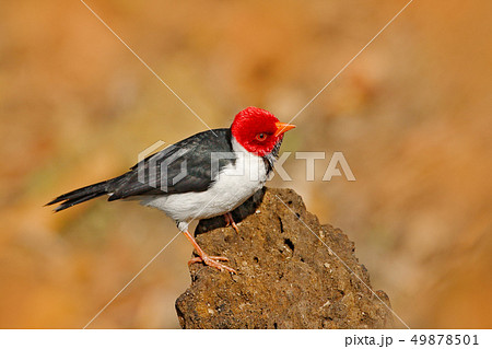 Yellow-billed Cardinal, Paroaria capitata Yellow-billed Cardinal, Paroaria capitata 49878501