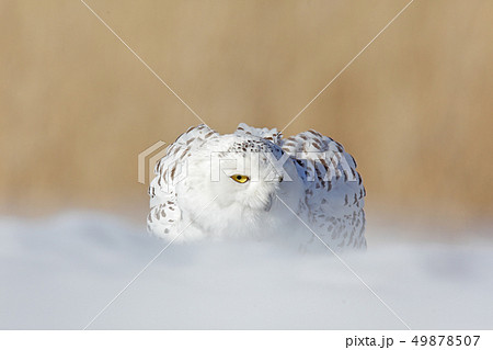 Snowy owl, Nyctea scandiaca, rare bird on snow 49878507