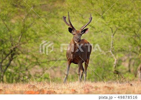 Sambar deer, Rusa unicolor, large animal 49878516