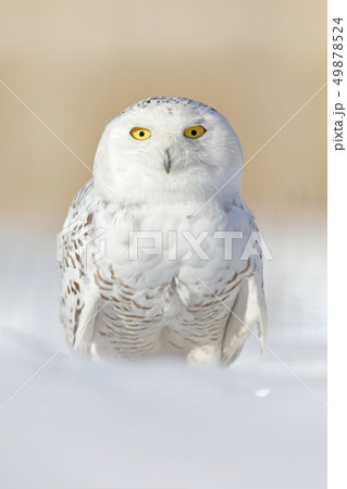 Snowy owl, Nyctea scandiaca, rare bird on snow 49878524