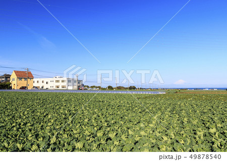 畑(春) 畑(春) 49878540