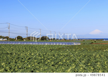 畑（春） 49878541