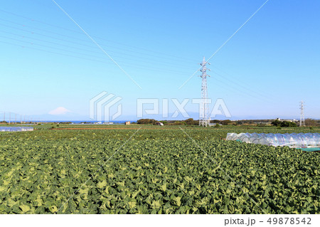 畑(春) 畑(春) 49878542