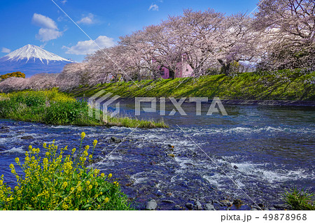 桜　富士山　【富士市　龍厳淵】　 49878968